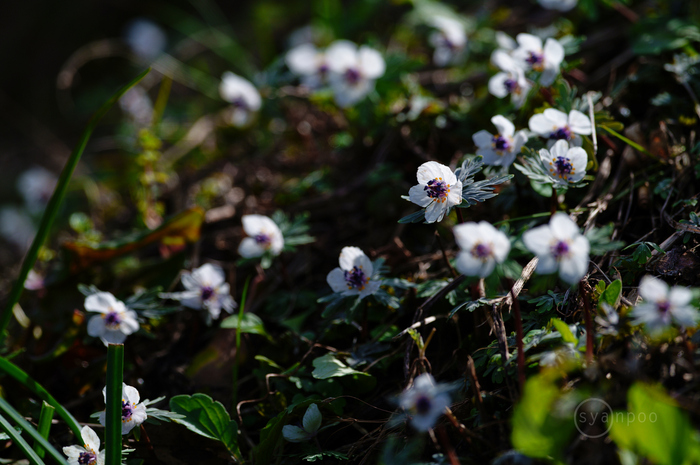 シグマ SIGMA 500mm F5.6 DG DN OS | Sports with SIGMA fpL ／ 滋賀